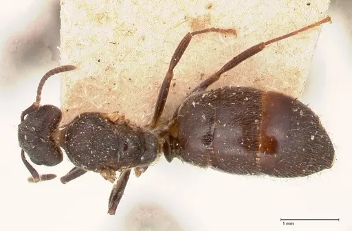 Dolichoderus debilis - FOCOL0777-3