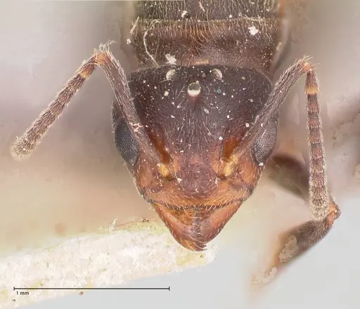 Dolichoderus debilis - FOCOL0777-3