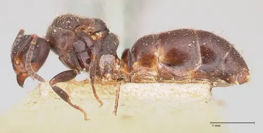 Dolichoderus debilis - FOCOL0777-3