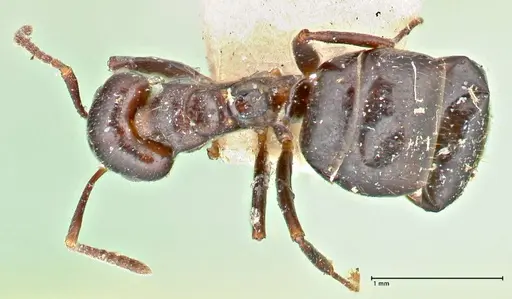 Dolichoderus debilis - FOCOL2756