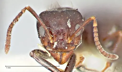 Dolichoderus debilis - FOCOL2756