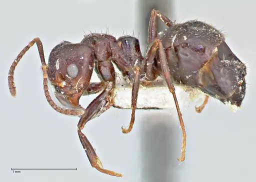 Dolichoderus debilis - FOCOL2756