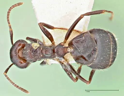Dolichoderus debilis - FOCOL2757