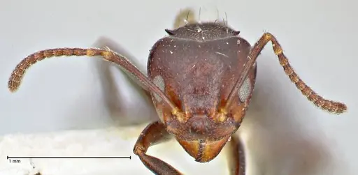 Dolichoderus debilis - FOCOL2757