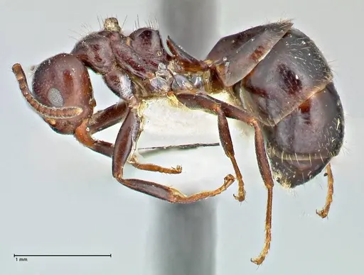Dolichoderus debilis - FOCOL2757