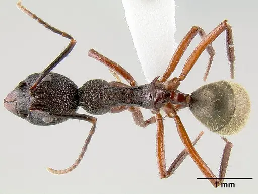 Dolichoderus decollatus specimen