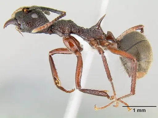 Dolichoderus decollatus specimen