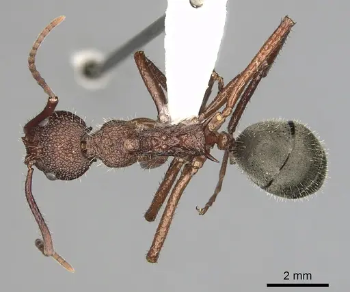 Dolichoderus decollatus - CASENT0249661