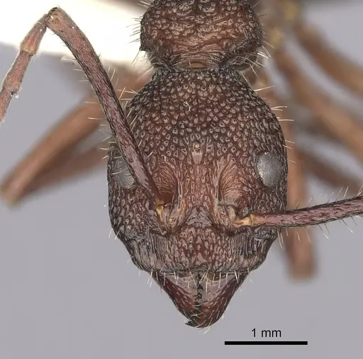 Dolichoderus decollatus - CASENT0249661