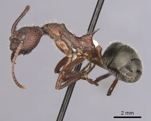 Dolichoderus decollatus - CASENT0249661