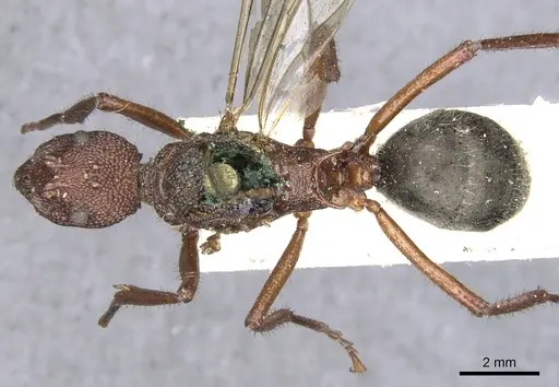Dolichoderus decollatus - CASENT0902943