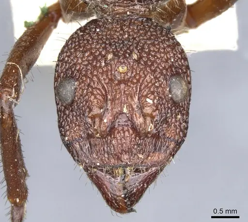 Dolichoderus decollatus - CASENT0902943