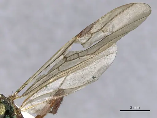 Dolichoderus decollatus - CASENT0902943