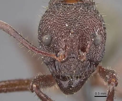 Dolichoderus decollatus - CASENT0915335