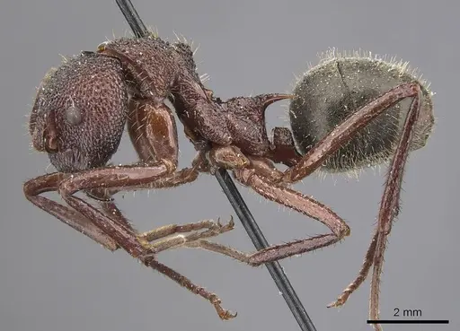 Dolichoderus decollatus - CASENT0915335