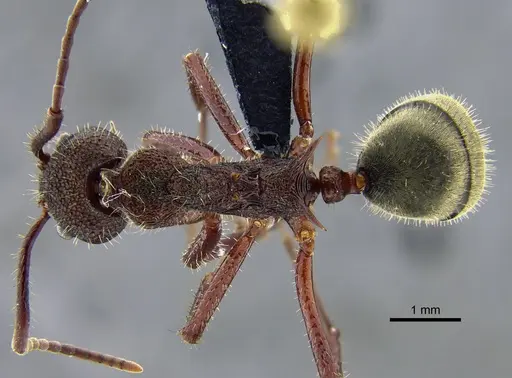 Dolichoderus decollatus - CBUMAGENT41943