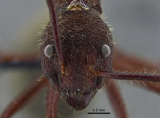 Dolichoderus decollatus - CBUMAGENT41943