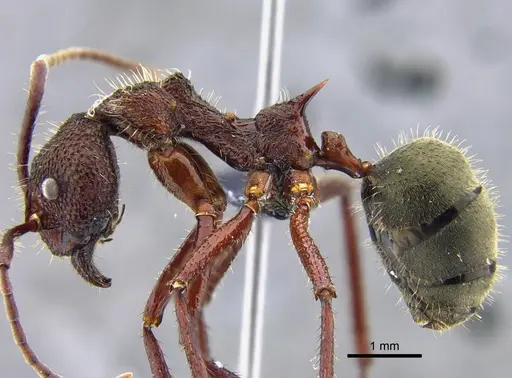 Dolichoderus decollatus - CBUMAGENT41943