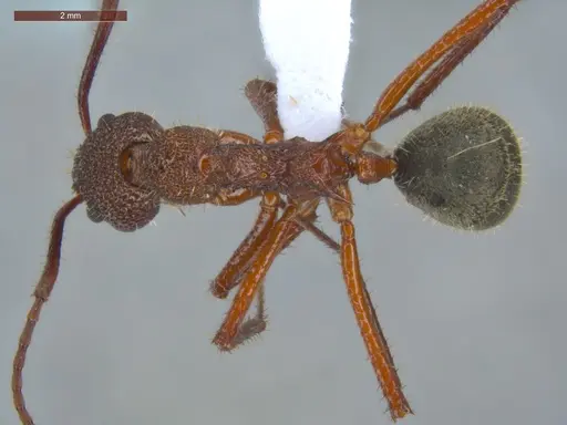 Dolichoderus decollatus - ECOFOG-TR17-0239-01