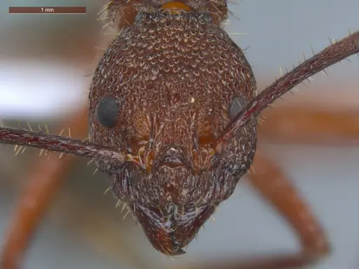 Dolichoderus decollatus - ECOFOG-TR17-0239-01