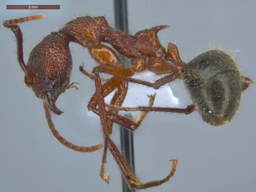 Dolichoderus decollatus - ECOFOG-TR17-0239-01