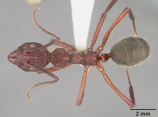 Dolichoderus decollatus - USNMENT00412866