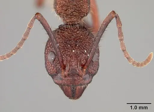 Dolichoderus decollatus - USNMENT00412866