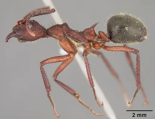 Dolichoderus decollatus - USNMENT00412866