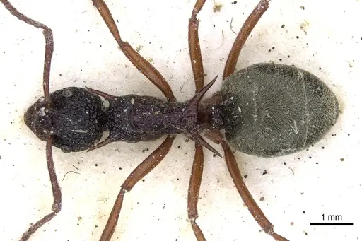 Dolichoderus dentatus specimen