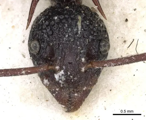 Dolichoderus dentatus specimen