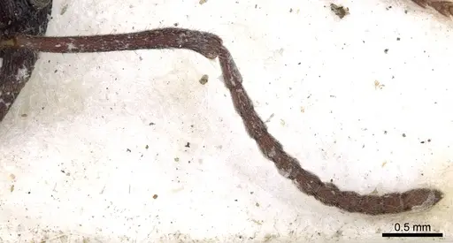 Dolichoderus dentatus specimen