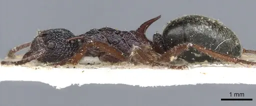 Dolichoderus dentatus - CASENT0902977