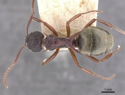 Dolichoderus dentatus - CASENT0909473