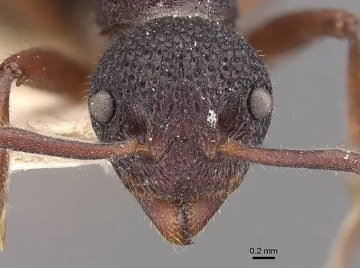 Dolichoderus dentatus - CASENT0909473