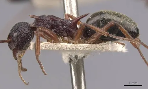 Dolichoderus dentatus - CASENT0909473