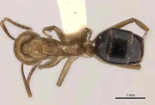Dolichoderus diversus specimen