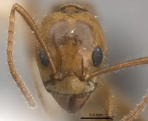 Dolichoderus diversus specimen