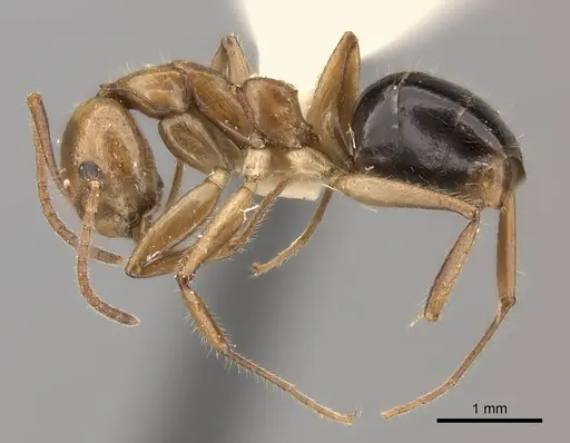 Dolichoderus diversus specimen