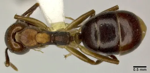 Dolichoderus diversus - CASENT0246572