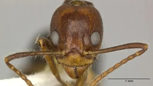 Dolichoderus diversus - CASENT0246572