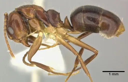 Dolichoderus diversus - CASENT0246572