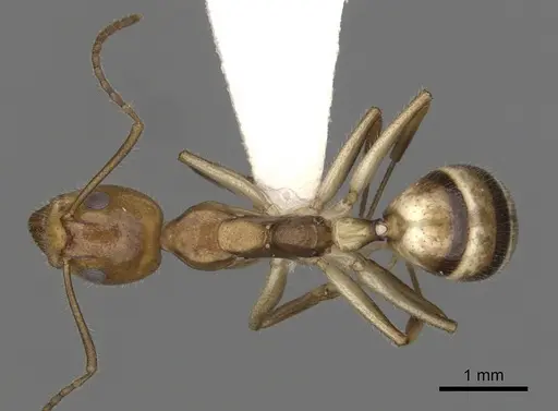 Dolichoderus diversus - CASENT0249643