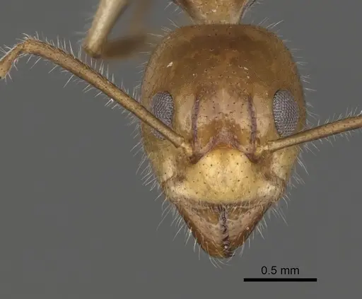 Dolichoderus diversus - CASENT0249643