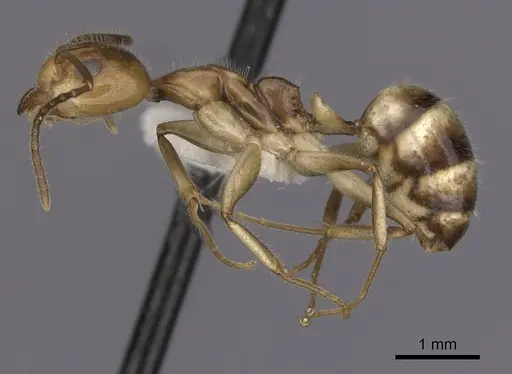 Dolichoderus diversus - CASENT0249643