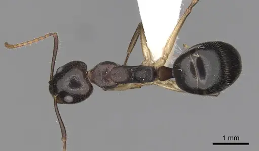 Dolichoderus diversus - CASENT0249644