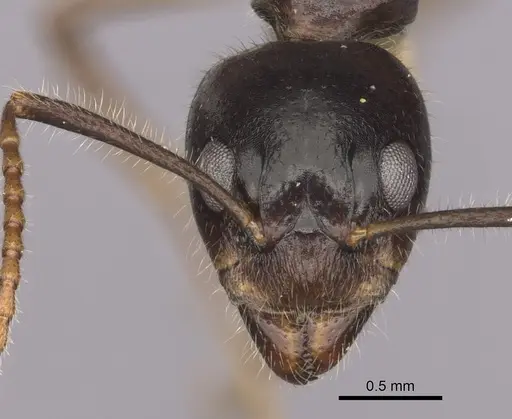 Dolichoderus diversus - CASENT0249644