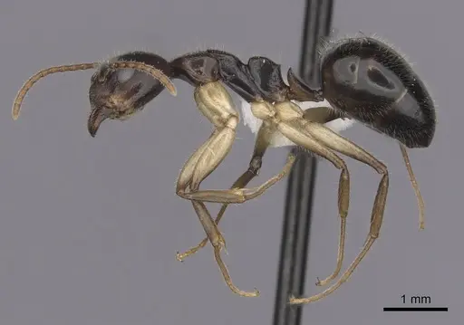 Dolichoderus diversus - CASENT0249644