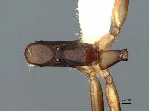 Dolichoderus diversus - CASENT0866539