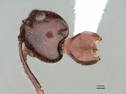 Dolichoderus diversus - CASENT0866539