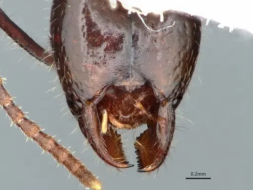 Dolichoderus diversus - CASENT0866539